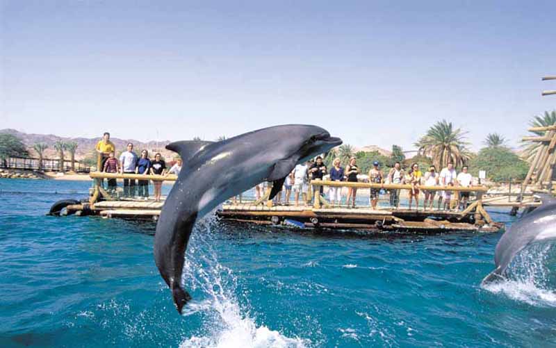 JumpingDolphins.JPG