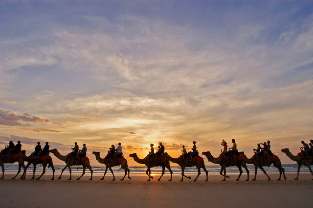 camel.jpg